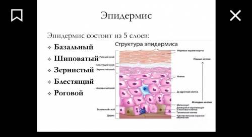 Характеристика базального слоя эпидермиса