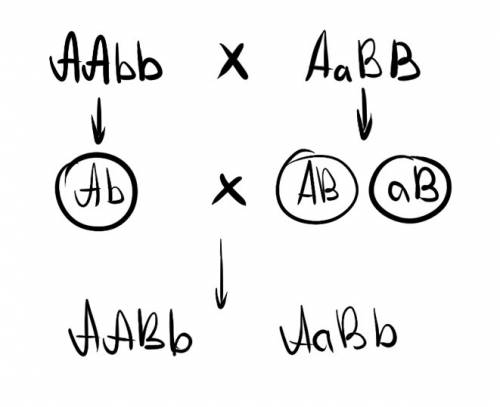 Определите, какие типы гамет образуются в ходе скрещивания аабб×аабб