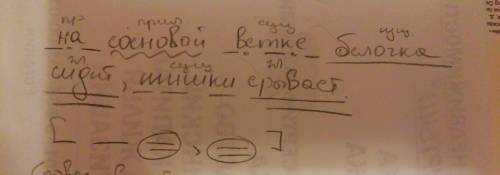 Синтаксический разбор предл на сосновой ветке белочка сидит шишки срывает