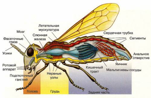 Класс насекомые брюшко - (из скольки сегментов состоит, функции брюшка насекомых) !