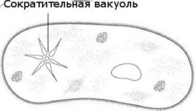 Назовите органы выделения у одноклеточных организмов