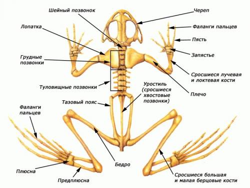 Билет № 6 1. тип круглые черви. общая характеристика типа. внешнее строение. полость тела. питание.