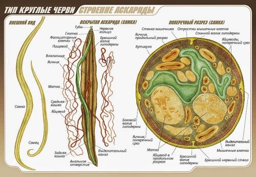 Билет № 6 1. тип круглые черви. общая характеристика типа. внешнее строение. полость тела. питание.