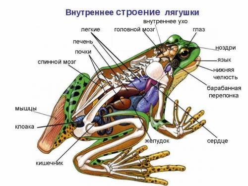 Билет № 6 1. тип круглые черви. общая характеристика типа. внешнее строение. полость тела. питание.