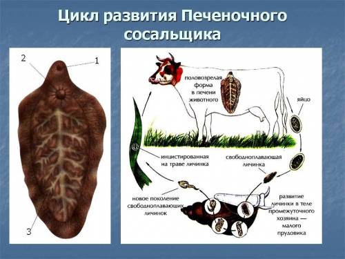 Билет № 5 1.тип плоские черви. питание. дыхание. выделение. нервная система. размножение. классы и и