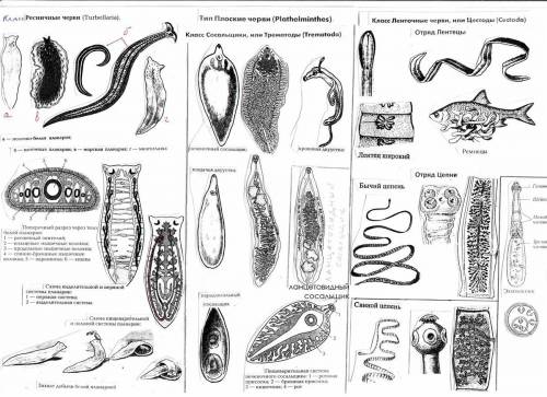 Билет № 5 1.тип плоские черви. питание. дыхание. выделение. нервная система. размножение. классы и и