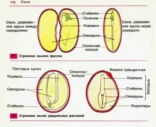 Проверь свои знания заполнить схему семя фасоли