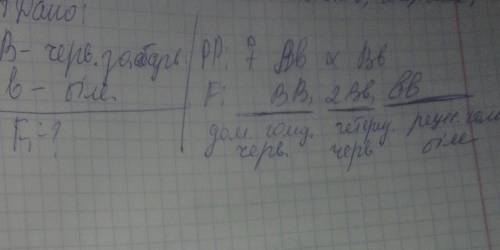 Розв'яжіть генетичну . у пшениці червоне забарвлення колоса зумовлює домінантний алей в, а біле - ре