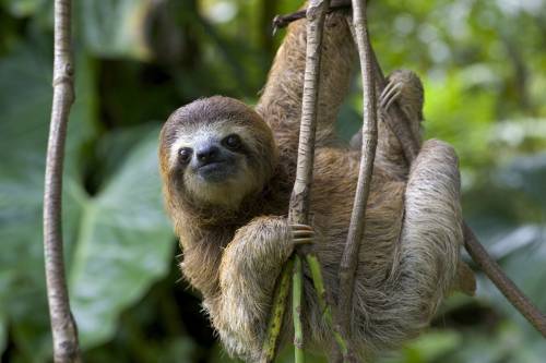 Как переводится на sloths are the slowest animals. they crawl at 2 metres a minute