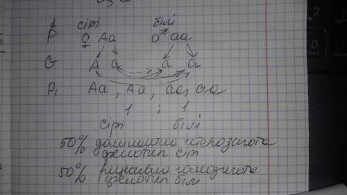 Контролка хелп ми. все під час схрещування самки миші із сірим забарвленням хутра та самцем з білим