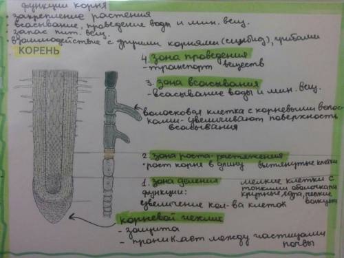 Биология. внешнее и внутреннее строение корня в связи с выполняемым функциями
