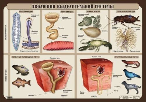 Нарисуйте опорную схему выделительной системы животных с точки зрения эволюции органов выделения