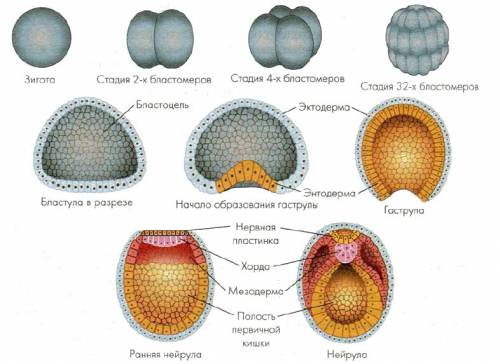Установи последовательность стадий эмбрионального развития хордовых. (запиши в ответе цифры. пример: