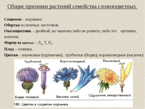 Главные признаки семейств: паслёновые, сложноцветные