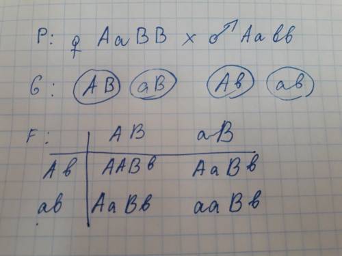 Користуючись решіткою паннета, визначте генотипи покоління від схрещування організмів ааввхааbb.