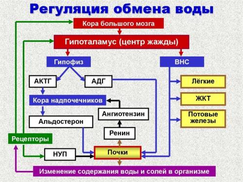 Как происходит регуляция содержания воды в живом организме? ​