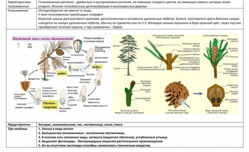 Конспект семеные растения (желательно короткиц)