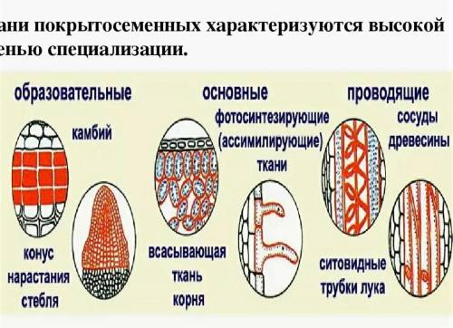 Ткани голосеменных и покрытосеменных​