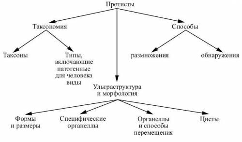 Составьте схему отрожающую классификацию протистов по типу питания