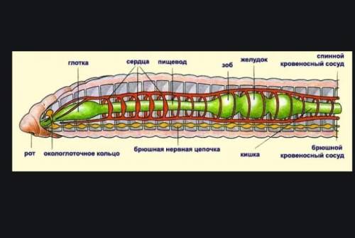 Умоляю ! ! 1 рассмотри рисунок. обозначь, к какой системе органов относятся органы, обозначенные каж