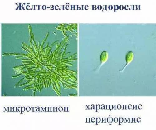 Нужны примеры золотистых, желто-зелёных, эвгленновых и диатомовых водорослей. ​