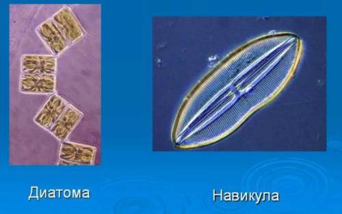 Нужны примеры золотистых, желто-зелёных, эвгленновых и диатомовых водорослей. ​