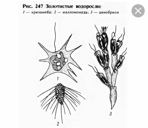 Нужны примеры золотистых, желто-зелёных, эвгленновых и диатомовых водорослей. ​