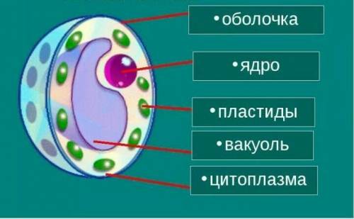 Из чего состоит клетка животного и растения?