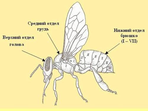 отделы тела — голову, грудь и брюшко — имеет: . пчела медоносная таежный клещь циклов ответ тольк