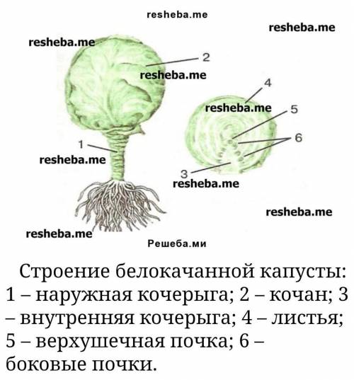 Строение половинки капусты внутри части подписать20​