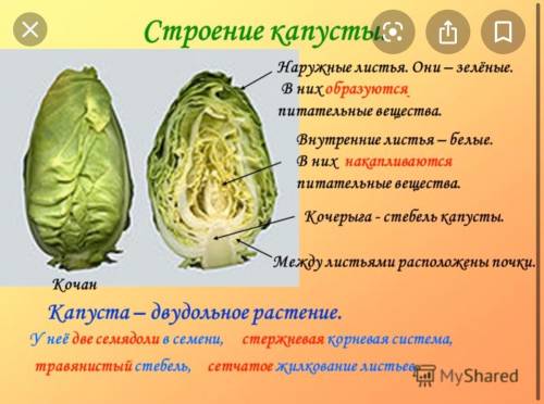 Строение половинки капусты внутри части подписать20​