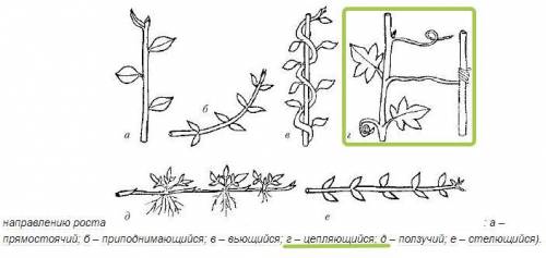 Крастениям с цепляющимся побегам относят: а) чина б) фасольв) горох г) лютик (ответ может состоять н