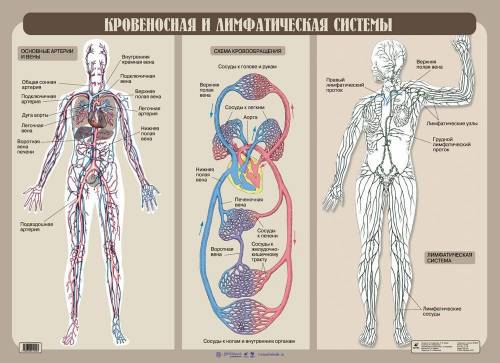 Сравнение кровеносной и лимфатической систему ​