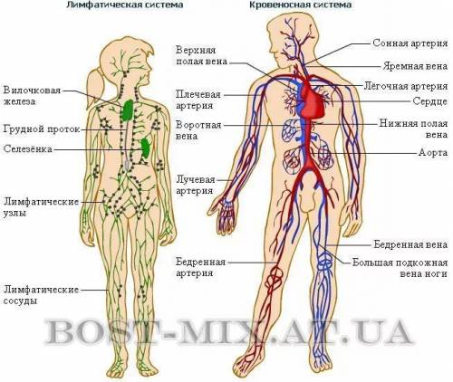 Сравнение кровеносной и лимфатической систему ​