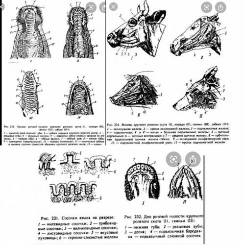 Скиньте анатомическое строение ротовой полости жвачных животных,ни где не могу найти