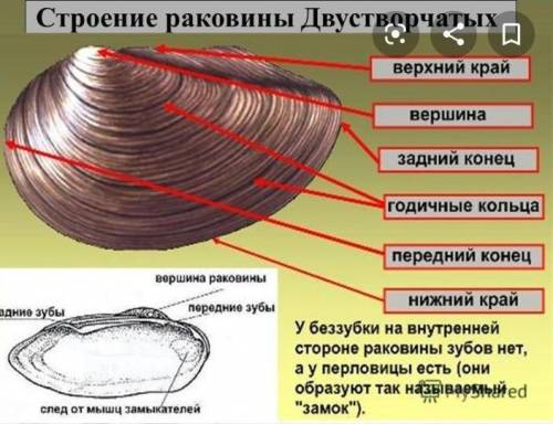 Зарисуйте по одной раковине из каждой пары. обозначьте на рисунке основные части внешнего и внутренн