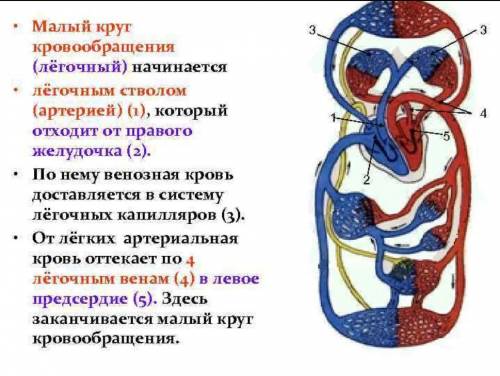 Отметь и вставь в текст пропущенные термины, записав обозначающие их буквы вместо вопросительных зна