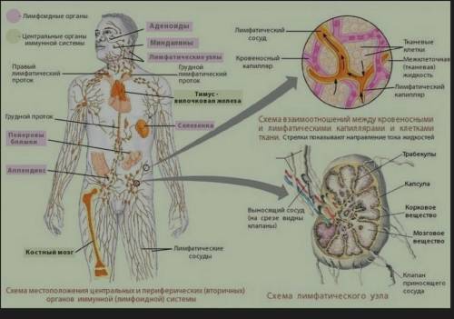 Напишите самые сложные вопросы на тему лимфатическая система ​