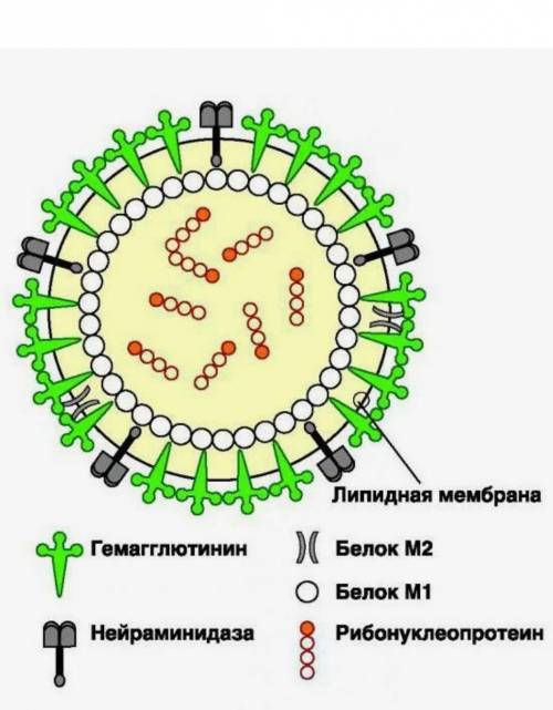 Из чего состоит биосистема вирусов и бактерий?