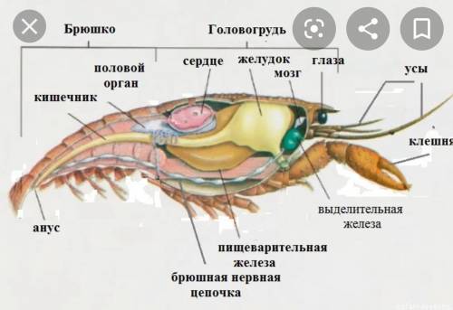 15 7 класс таблица по пунктам внутреннее строение членичтоногих 1.ракообразные 2.пауки 3. насекомы