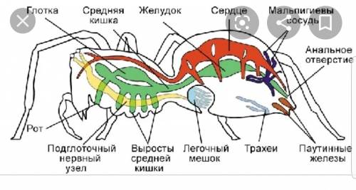 15 7 класс таблица по пунктам внутреннее строение членичтоногих 1.ракообразные 2.пауки 3. насекомы