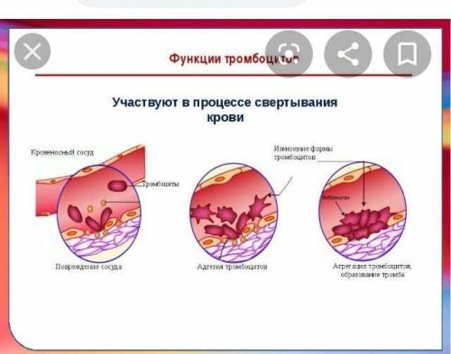 Нарисовать на листе а 4 развитие клеток крови из моноцита крови