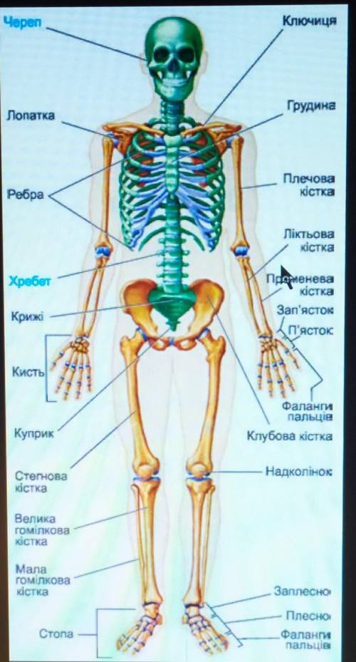 Зяких відділів складається скелет людини? ​