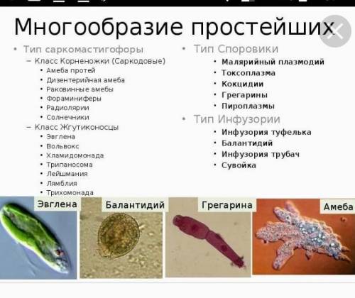 напмсать таблицу по . многообразие саркодовых(раковинная амеба, радиолярия, фораминифера, бодо, во