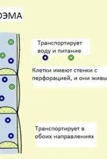 На рисунке изображены виды проводящей ткани ​