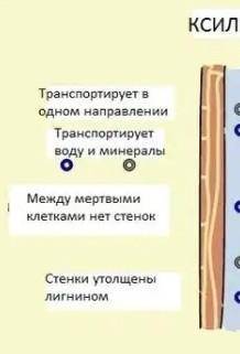 На рисунке изображены виды проводящей ткани ​