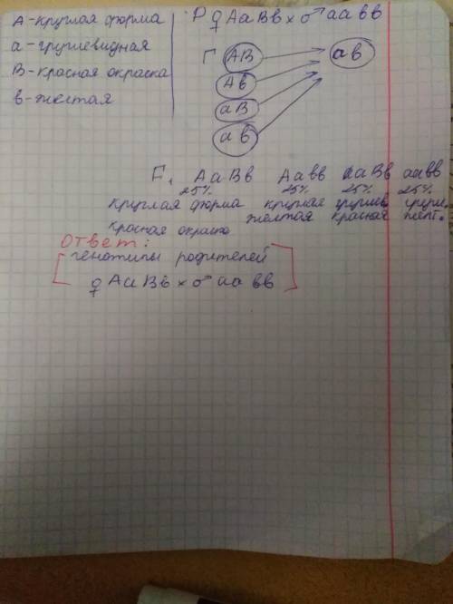 Утоматов круглая форма плодов доминирует над грушевидной, красная окраска - над желтой. растения с к