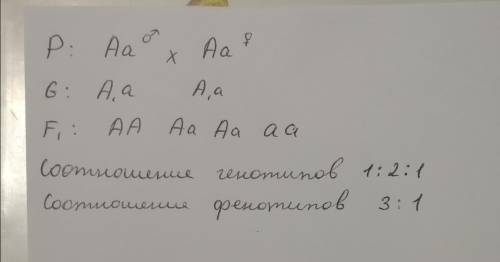 Определите соотношение генотипов в скрещивании гетерозиготных организмов между собой. ответ запишите