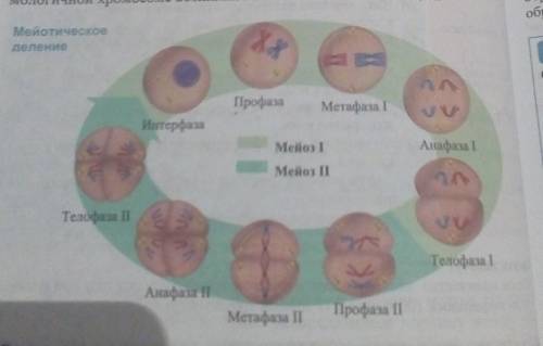Проанализируйте фазы мейоза 1.в чем его принципиальное отличие?