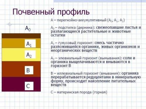 Подпишите слои почвенного профиля ​